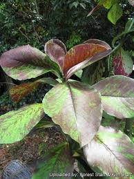 Image result for Synadenium cupulare