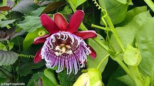 Image result for Passiflora quadrangularis