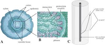 Image result for Isoetaceae