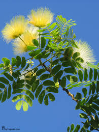 Image result for Albizia grandibracteata