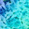 Shop cool personalized teal artificial flowers with unbelievable discounts. Https Encrypted Tbn0 Gstatic Com Images Q Tbn And9gcsynrrcax3hf2uojuqsu5evu1mddfcj4zlqmspm7tfsrvbiw 2v Usqp Cau