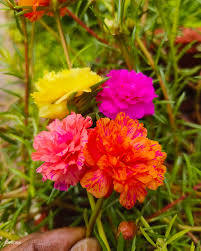 Image result for Portulaca centrali-africana