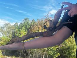 So, is this normal ?