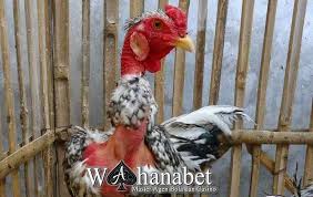 Jenis Ayam Aduan Terkuat Di Bali Yaitu Ayam Olagan Dan Ayam Betet Namun Ayam Olagan Memiliki Ciri Yang Unik Sebagai Ayam Terkuat Di Bali Ayam Jenis Bali