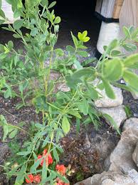 Image result for Pleioceras orientale