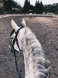 how long do horses live and everything about horse age cuteanimals horselove horsebackriding horsepictures horsephotos pferde apfelschimmel pferde reiten
