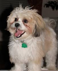 Touted as the american teddy bear, the shishon or the bishihtz is a hybrid breed between a bichon frise and a shih tzu. Bichon Shih Tzus