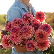 The last month that you can plant dahlias and expect a good harvest is probably september. Dahlia Daisy Duke Flower Farm Heirlooms Flowers Types Of Flowers