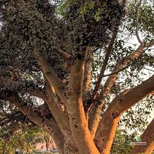Image result for Ficus sycomorus