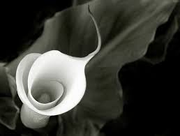 One For Imogen Calla Lily Imogen Cunningham Calla