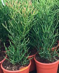 Image result for Euphorbia tirucalli