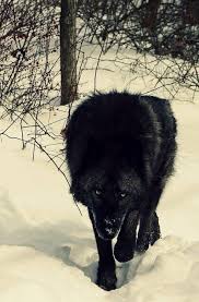 Black Wolf Black Wolf Wolf Dog Wolf Spirit Animal