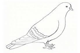 Choose your favorite pen and ink drawings from 11,903 available designs. Pigeon Pencil Drawing Pictures