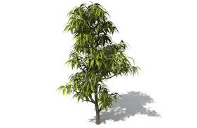 Tree Free 3d Model In 2020 Tree Free 3d Model Tree