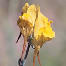 Image result for Argyrolobium macrophyllum