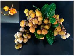 Check spelling or type a new query. Technologies Free Full Text Characterising The Physical Phytochemical And Antioxidant Properties Of The Tuckeroo Cupaniopsis Anacardioides Fruit Html