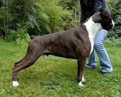 Black And White Boxer Puppies For Sale In California Pin By Kenny Barrios On Boxer Dogs Boxer Dogs Boxer Breeders Dogs