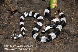 Bungarus Candidus Snake Biodiversity Hadis