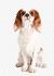 King Charles Cavalier Spaniel Puppies For Sale Florida ...