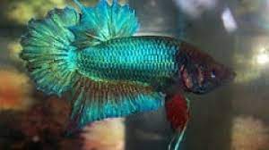 The tail of the plakat betta can be rounded or with elongated rays and a spiky. What Is A Plakat Betta Fish Care