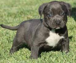 Sudbury Canada Ads For Pets Animals Dogs Puppies Free Classifieds American Pitbull Terrier Dogs Pets
