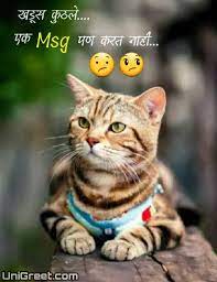 You should do the funny stuff that will bring you enjoyment and lift your spirits. Best Cat Marathi Status Quotes Images With Funny Cat Marathi Jokes Pics