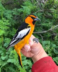 Image result for Bullockia setiflora