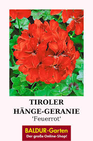 Tiroler Hange Geranien Feuerrot 1a Qualitat Baldur Garten In 2020 Geranien Sommerblumen Pflanzen