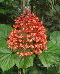 Image result for Clerodendrum fuscum