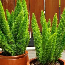 Check spelling or type a new query. New Produck Promo Paket 2 Tanaman Hias Ekor Tupai Cemara Mini Asparagus Tanaman Hias Indoor Shopee Indonesia