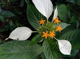 Image result for Mussaenda rivularis