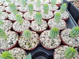 Image result for Hoodia currorii