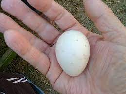 In some countries of western africa, guinea fowl are the second most important source of poultry meat and eggs after chickens. Everything You Want To Know About Guinea Fowl Eggs