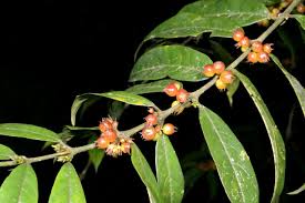 Image result for Pauridiantha paucinervis