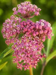 Swamp Milkweed Asclepias Incarnata Asclepias Incarnata Swamp Milkweed Asclepias
