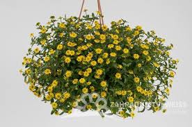 Image result for foto Vitálka