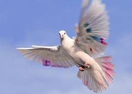 Free birds flying stock video footage licensed under creative commons, open source, and more! They Make Flying Look So Easy Flying Birds Images Birds Flying Bird Pictures
