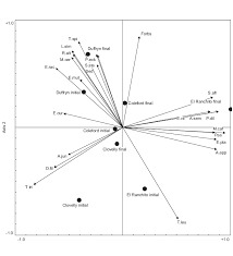 Image result for Diheteropogon filifolius