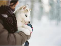 Comment faire garder votre chien, votre chat ou tout autre animal si vous devez partir en vacances ou vous absenter pour une. Garde D Animaux Pet Sitter A Paris 75