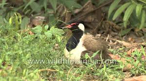 Which bird never sits on tree, titoni bird, who known as lok nayak, jayaprakash narayan, which cricket player played for two. Titehri Ke Ande Red Wattled Lapwing Eggs On The Ground By Wildfilmsindia