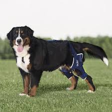 Balto Dog Knee Brace Bt Jump Helps With Cruciate Ligament Patella Luxation Conditions Like Arthritis And Arthrosis Varus And Valg Dog Braces Usa Dog Dog Leg