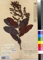 Image result for Magnistipula