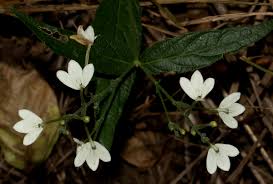 Image result for Rhinacanthus zambesiacus