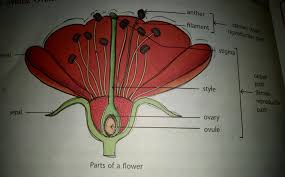 Check out our female parts selection for the very best in unique or custom, handmade pieces from well you're in luck, because here they come. Draw The Female Reproductive Part Of A Flower And Label It Brainly In