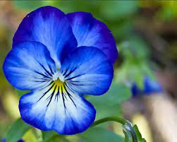 30pcs Rare Blue Pansy Viola Fresh Seeds Fragrant Flowers Perennials Home Garden Ebay In 2020 Blue Flowers Garden Flowers Perennials Pansies Flowers