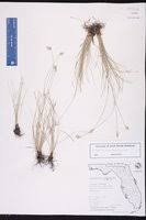 Image result for Abildgaardia ovata