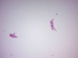Believe it or not, this is a single cell! 14 Protista Laboratory Manual For Sci103 Biology I At Roxbury Community College