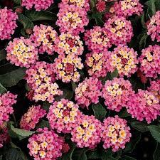 Landmark Rose Glow Lantana Lantana Flower Beautiful Flowers Wallpapers Lantana