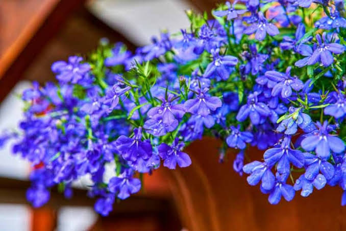 Lobelia erinus (Trailing Lobelia)