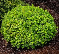 Vid förfall är den 3 till 5 meter lång och bred. Buy Baby Gem Boxwood Shrubs Buxus Microphylla Var Japonica Gregem Free Shipping On All Orders Baby Gem Boxwood Boxwood Landscaping Shrubs For Landscaping